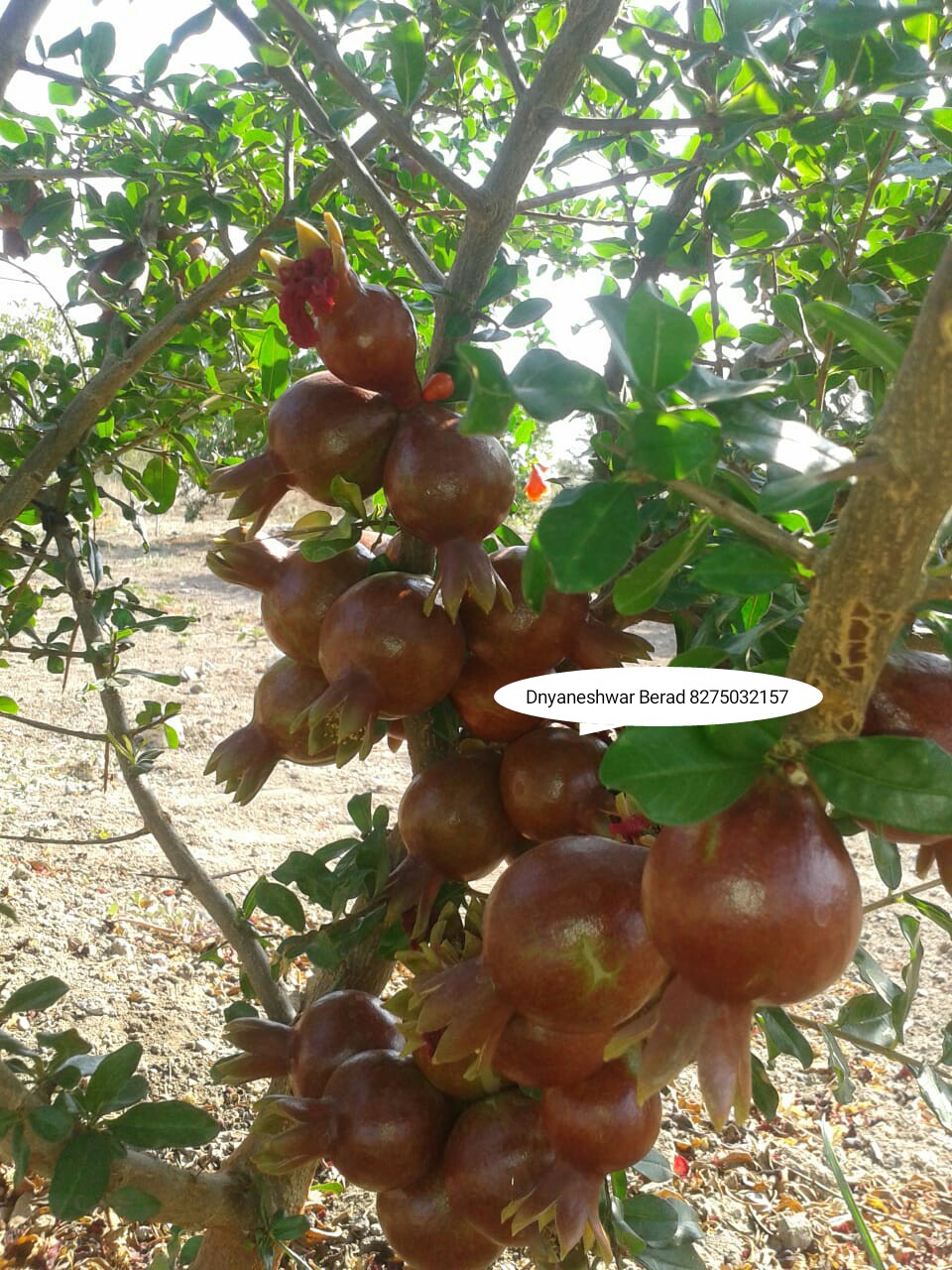 Green Planet Bio Products Nashik Mobile  shop Nashik